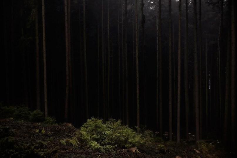 Я покрываюсь мхом