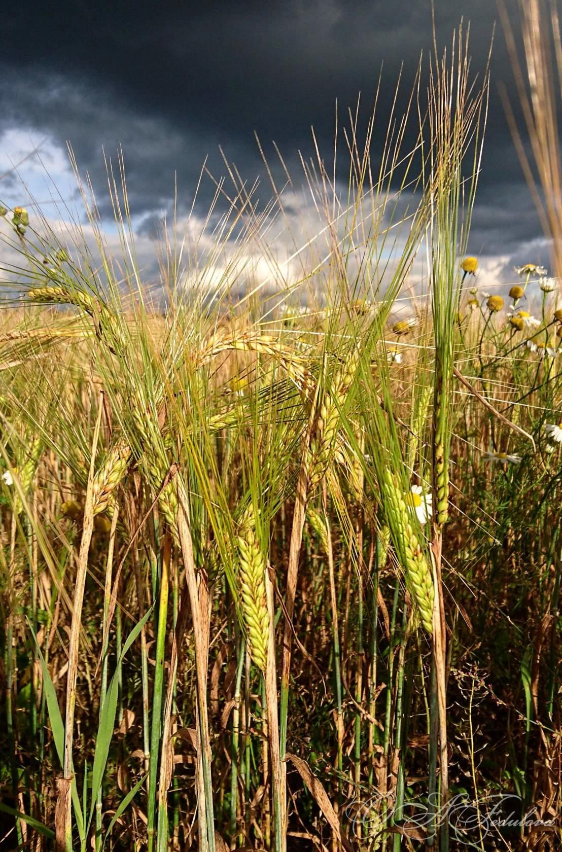 Свечение, цвет и рассвет... (на украинском языке)