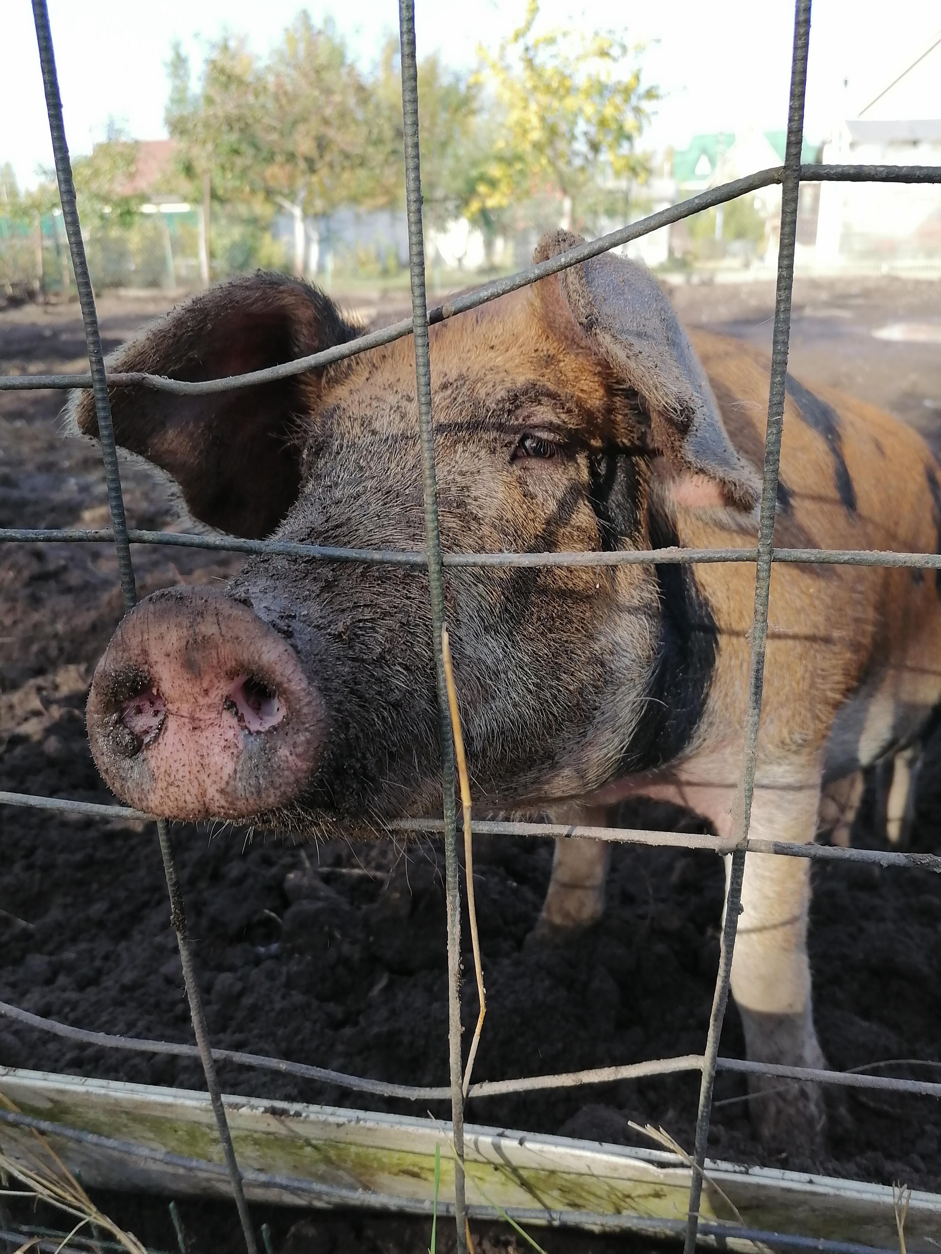 Дохрюкался... 