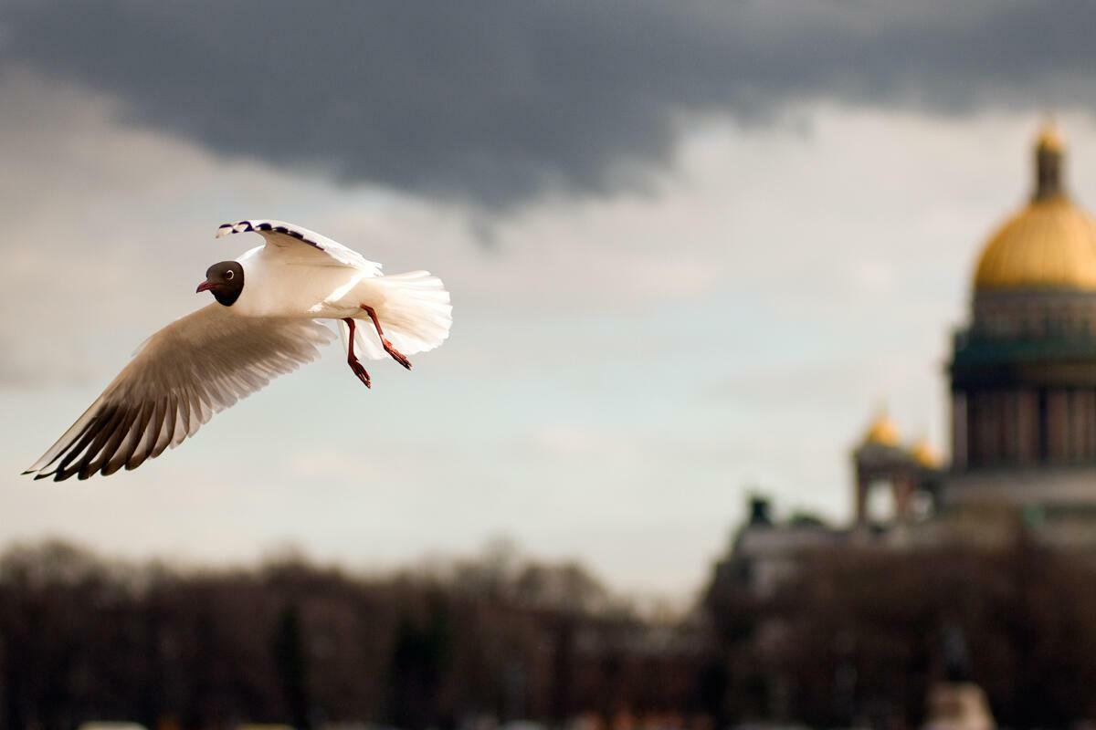 Bird санкт петербург. Чайка Церковь Югансон. Чайка Санкт-Петербург. Птицы над городом.