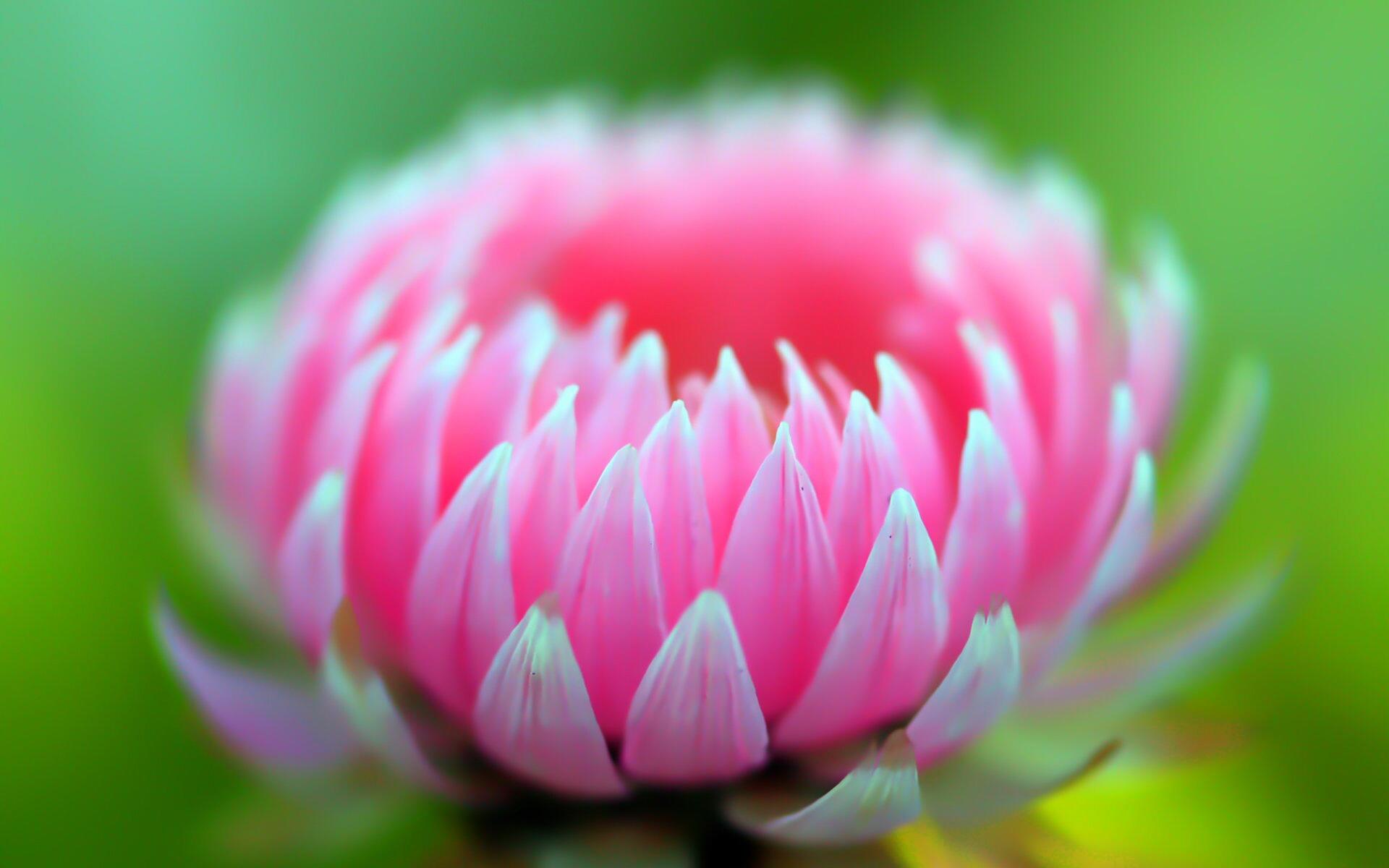 Ответ поэту - Богомолова Нина - ГОСТЬЯ