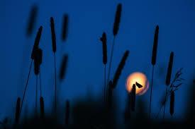 ХОЛОДНАЯ МЕЧТА