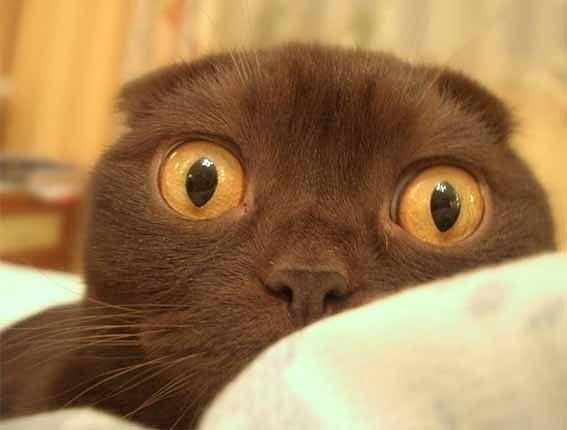 Кошак пугливый