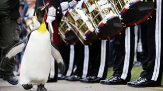 Пингвин из Шотландии дослужился до генерала