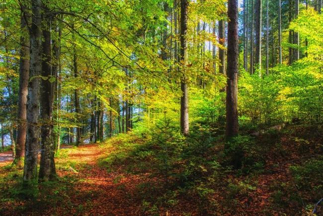 ---По осеннему лесу---