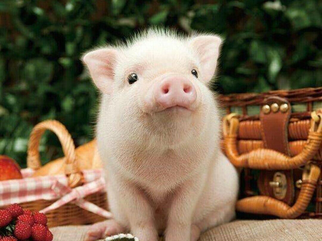 Милая свинья