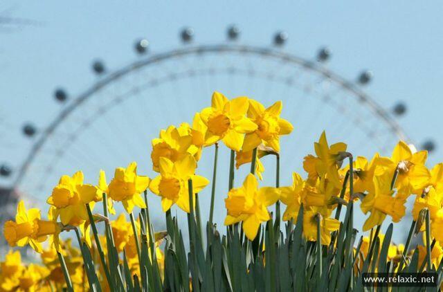 ВЕСЕННИЙ ЦИФЕРБЛАТ