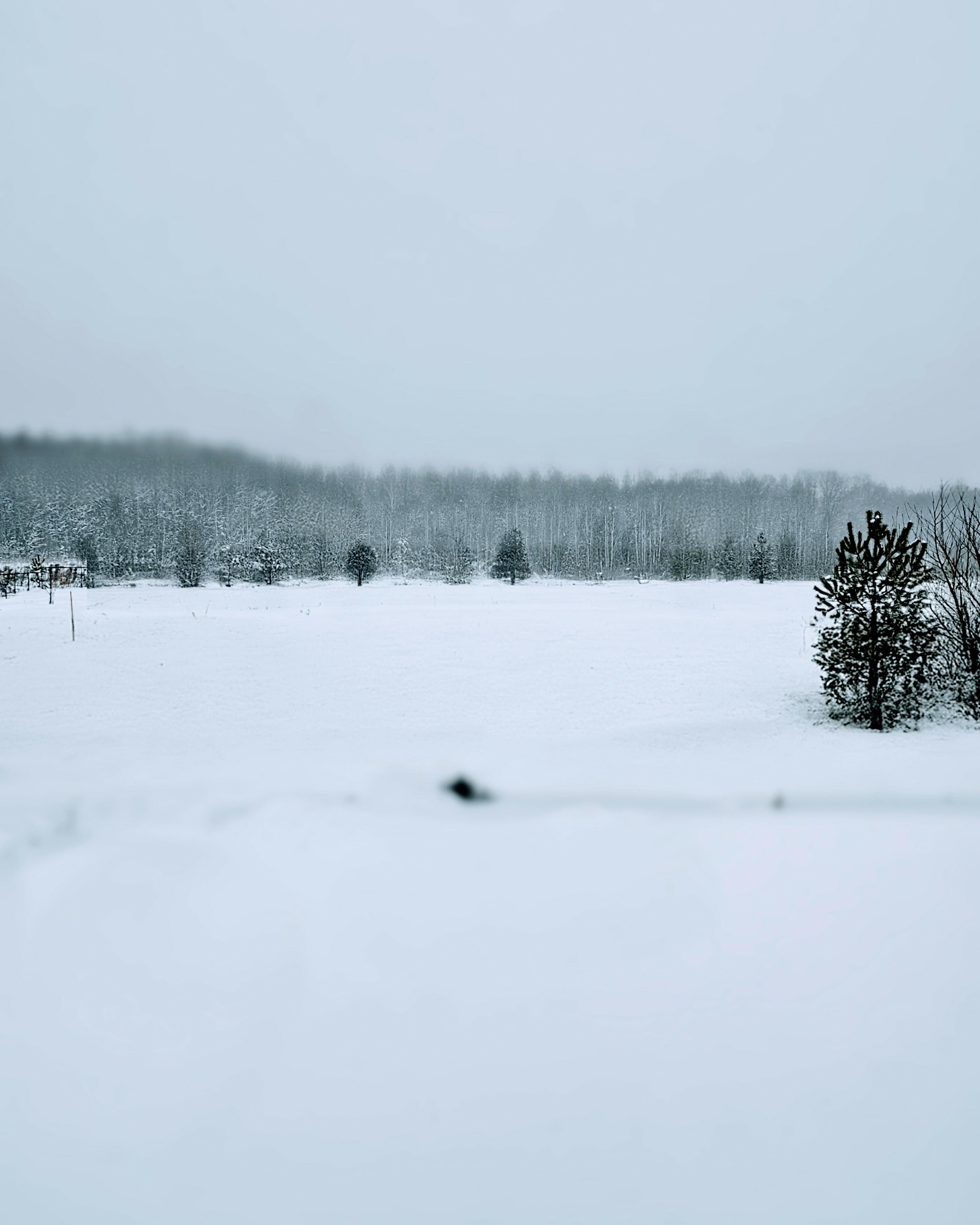 Зимний лес