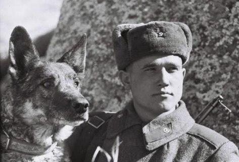 Четвероногий солдат