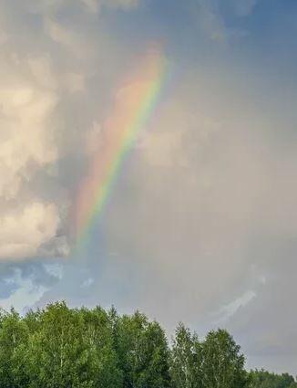 РОЗЫ И РАДУГА