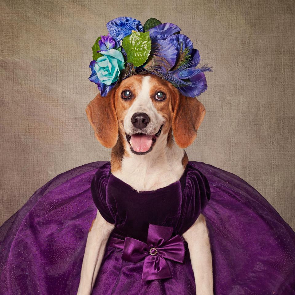 Время собак 