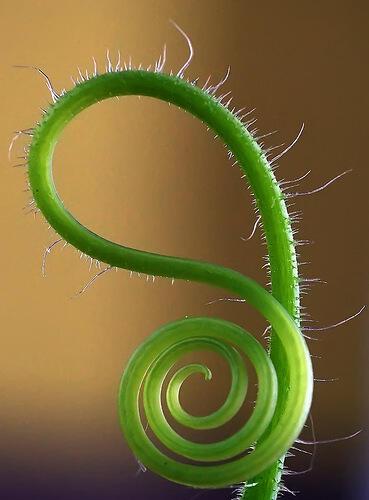 Тонкий мост