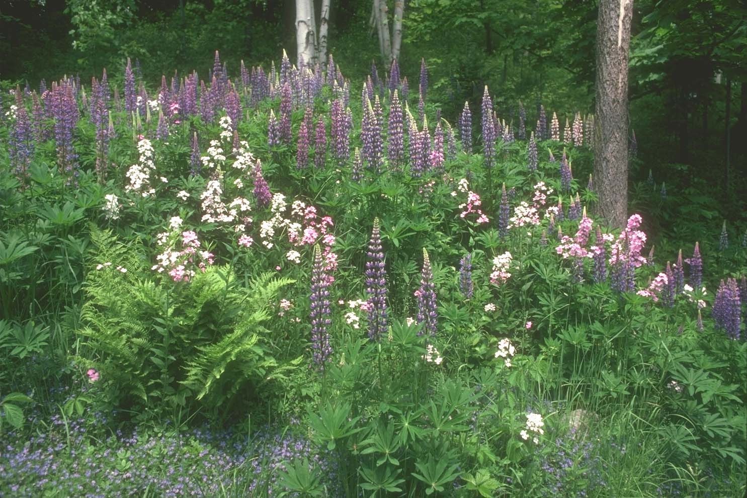 Плачет снова земля, плачет