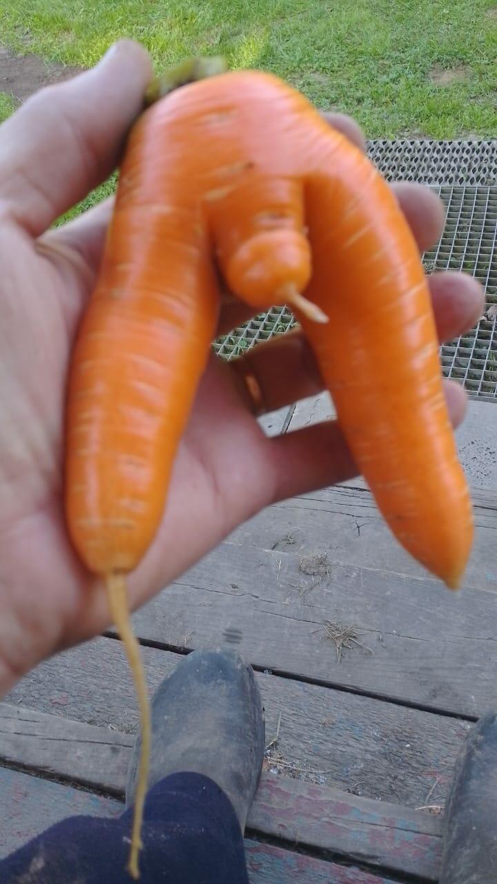 Морковка (18+)