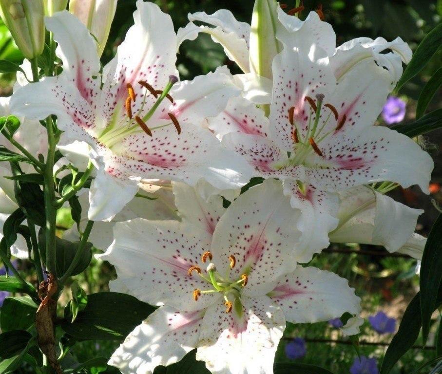 Полёт нормальный.