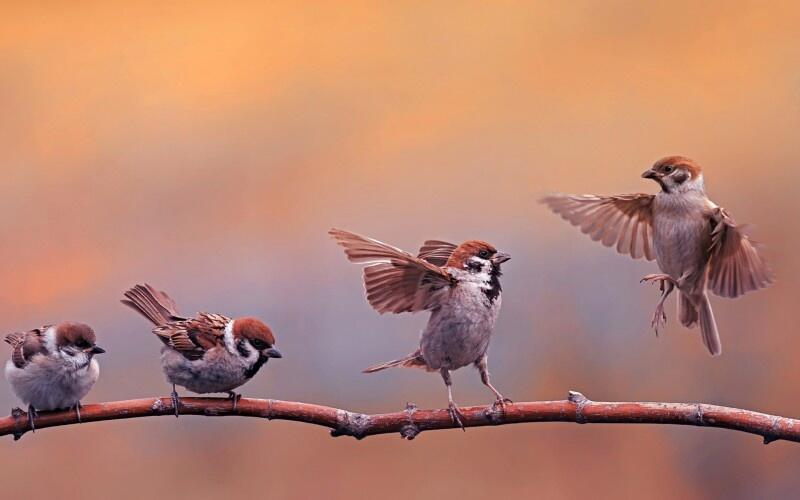 Folin D. О воробьях