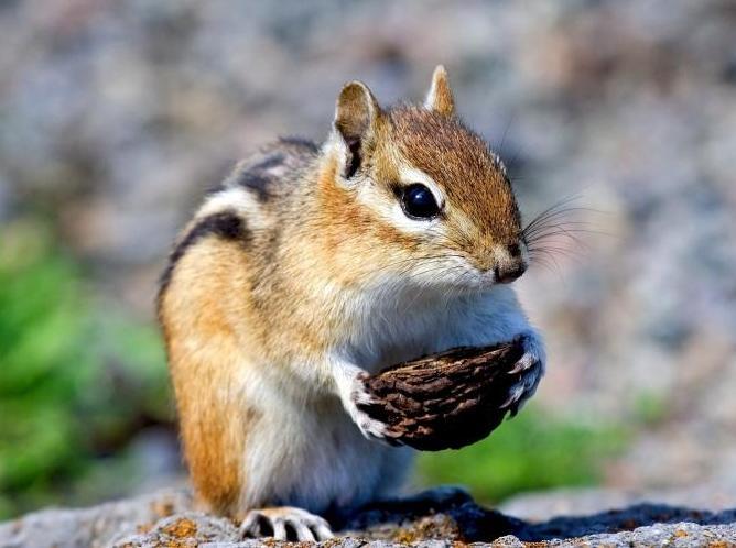 Киргизии мотивы