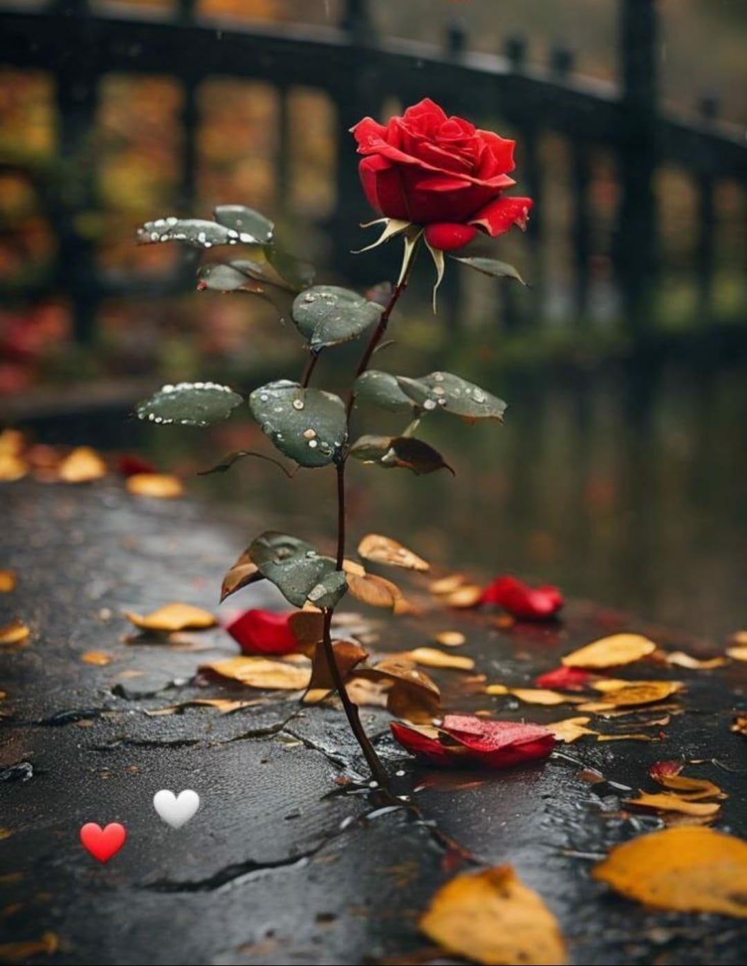 Неспроста у ёлочки иголки...