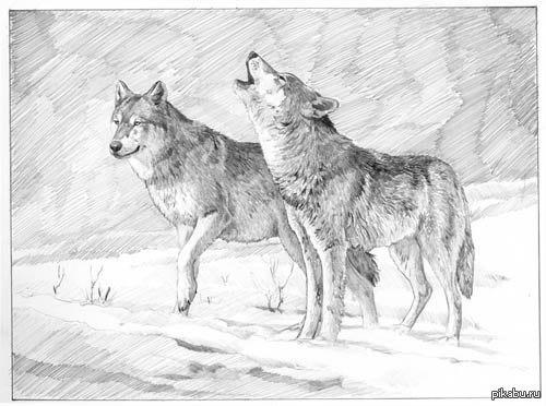 Человечнее нас звери