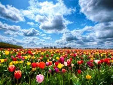 РАСЦВЕЛИ  ТЮЛЬПАНЫ..