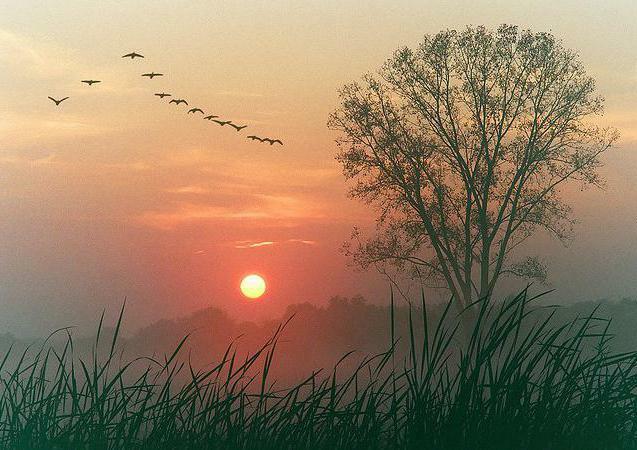 Единственный громоотвод