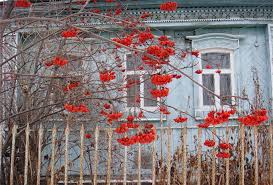 Маслёнка августа