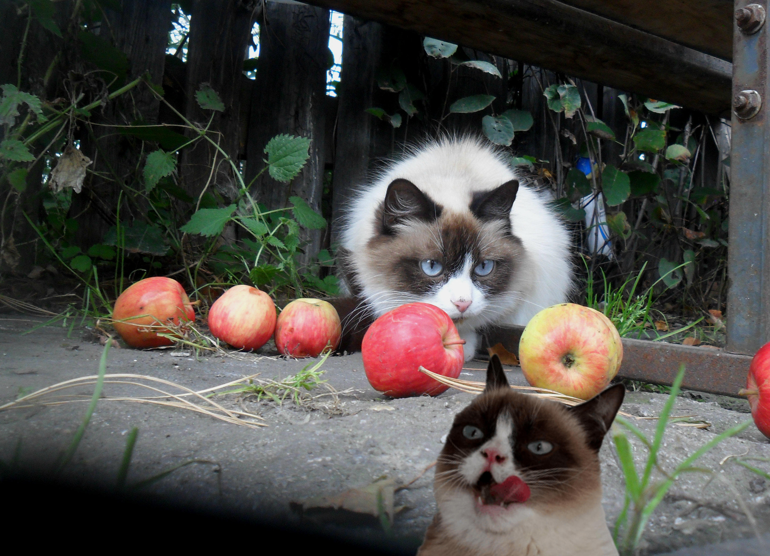 Вот дела,-  не дала