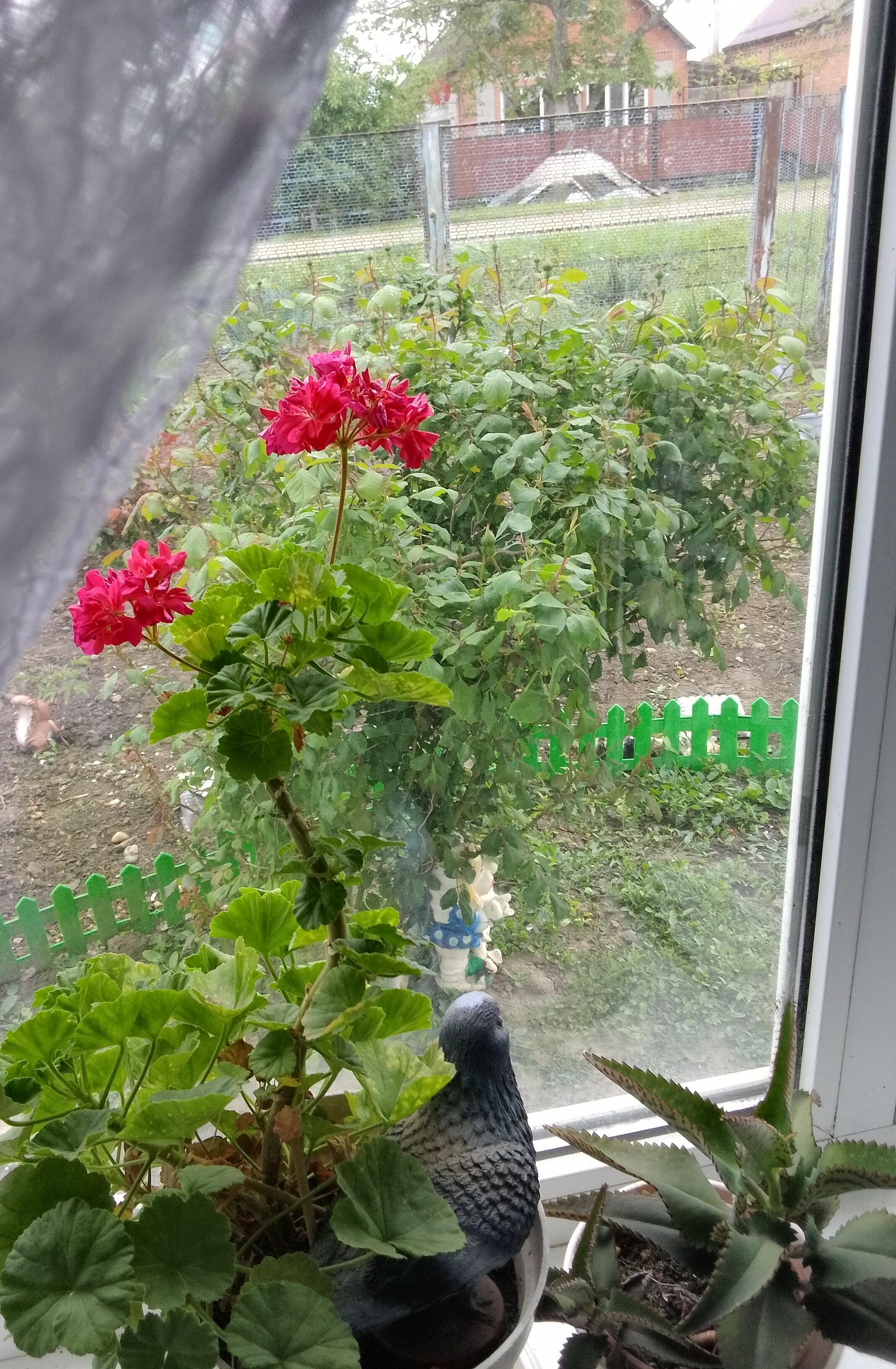 Герань и Роза