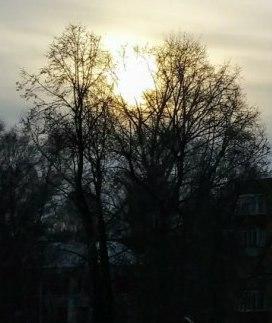 Солнце застряло в кронах деревьев