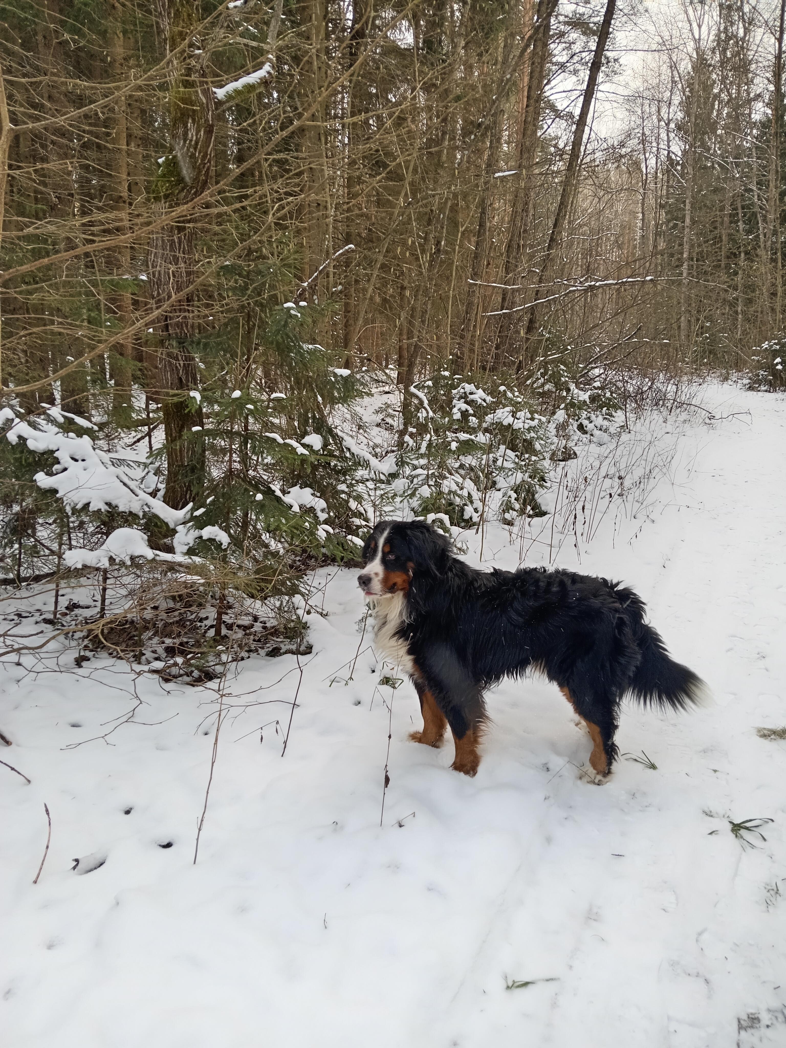 "Сырная"душа