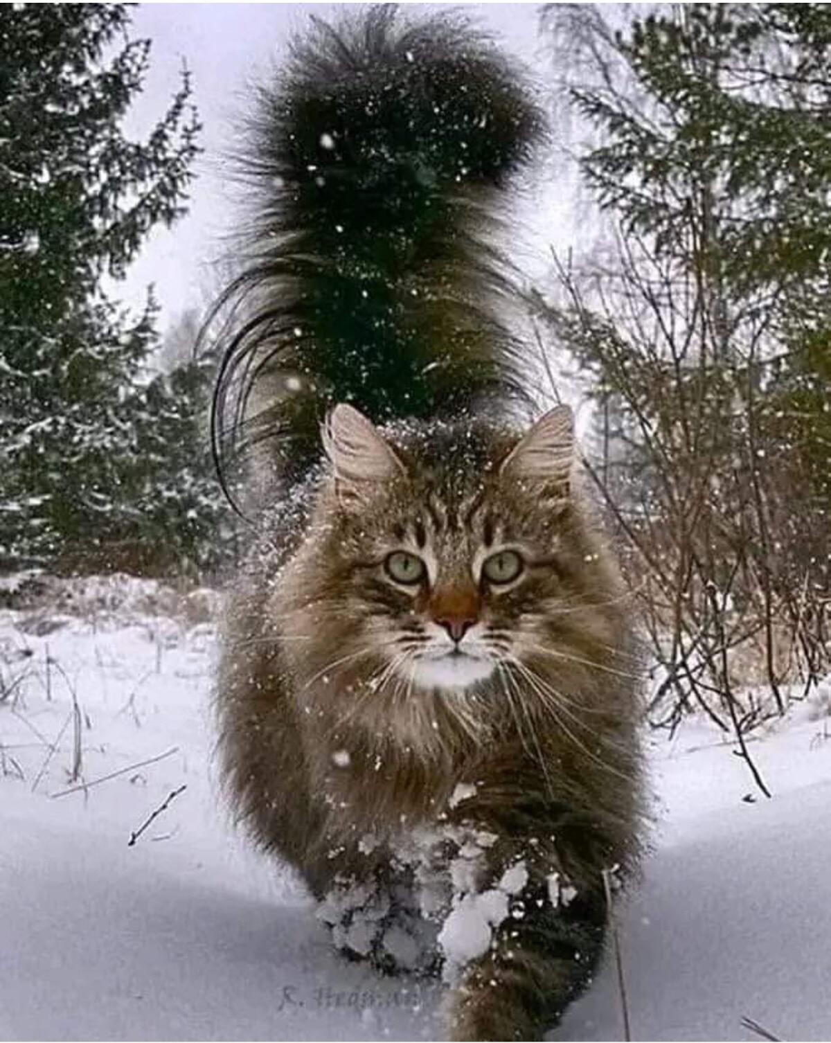 КОШКИ  МНОГОЕ  УМЕЮТ