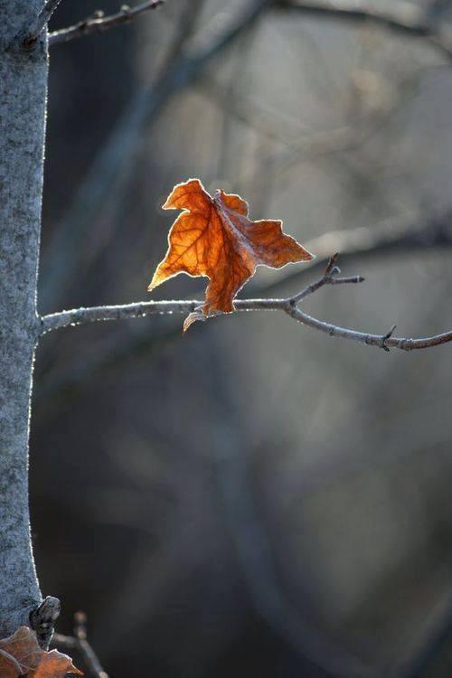 Недосказанность осени...