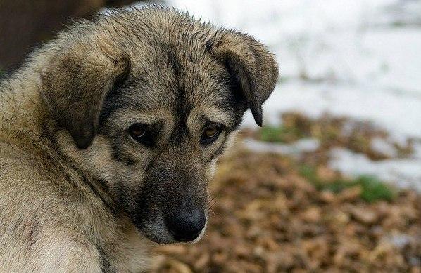 Бродяга      Ответ  Есении на «Она лежала и дрожала»