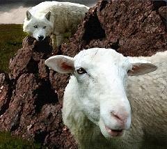 Волк и овца.