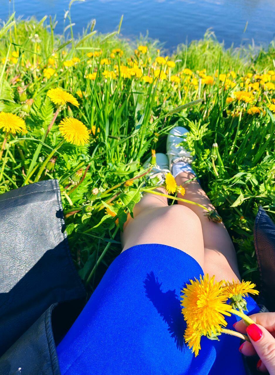 Когда отцветут одуванчики