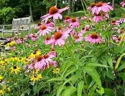Эхинацея