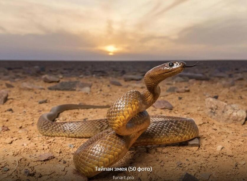 Тайпан