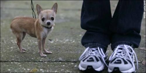 Слон и Моська