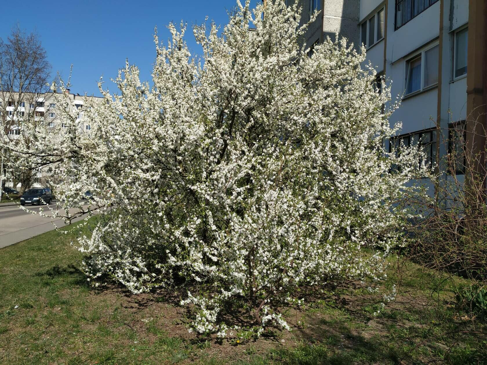 В белом платьице черёмуха 