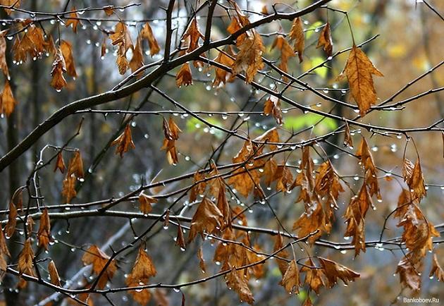 "Не хватает тепла..." (15.10.2015)