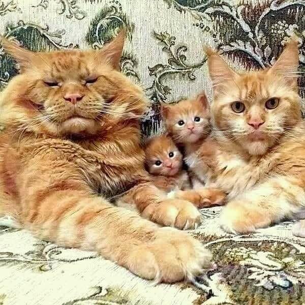 Счастливая  семья...   по  фото