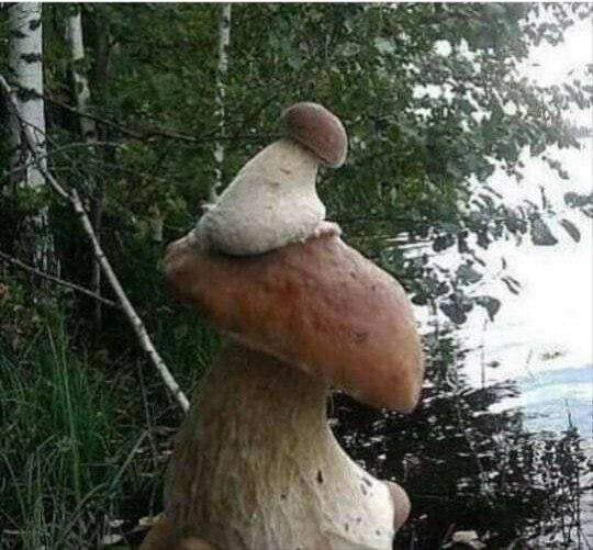 ЛЮБОПЫТНЫЙ СЫНОК