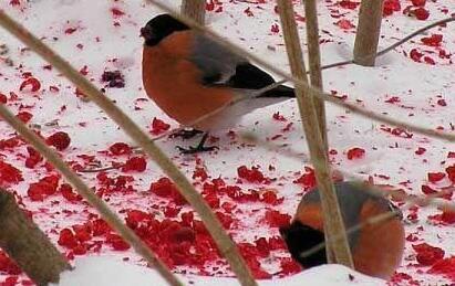БУДТО КРОВЬЮ БРЫЗНУЛИ НА СНЕГ