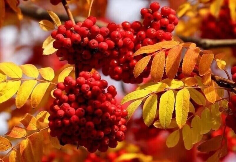 РЯБИНА  В  СЕНТЯБРЕ