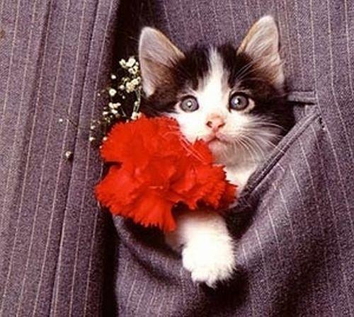 ПРО КАРМАНЫ И... ЛАНДАУ ( к дню рождения Ландау )