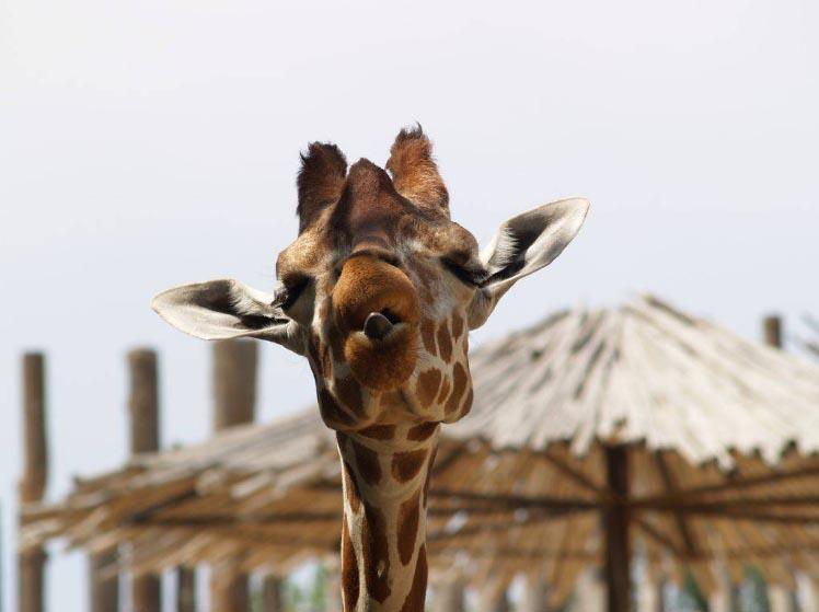 Фотосессия жирафа