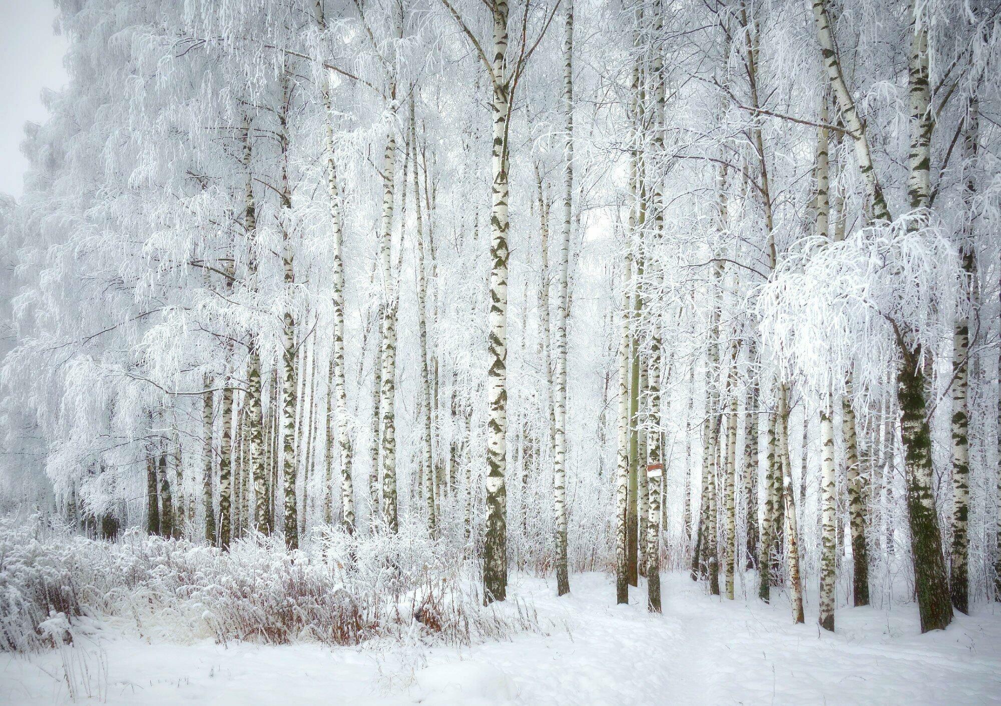 БЕЛАЯ  БЕРЁЗА  БОИТСЯ  МОРОЗА