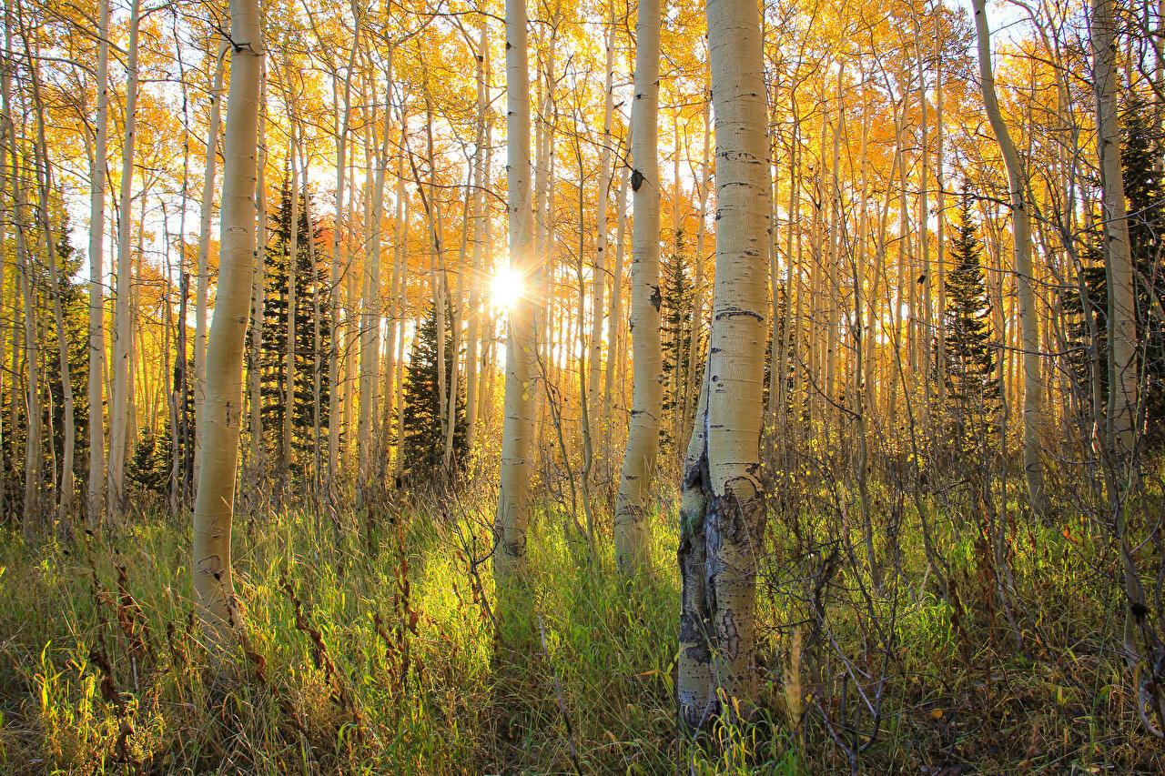 Сборник "Горит багрянцем в роще осень"