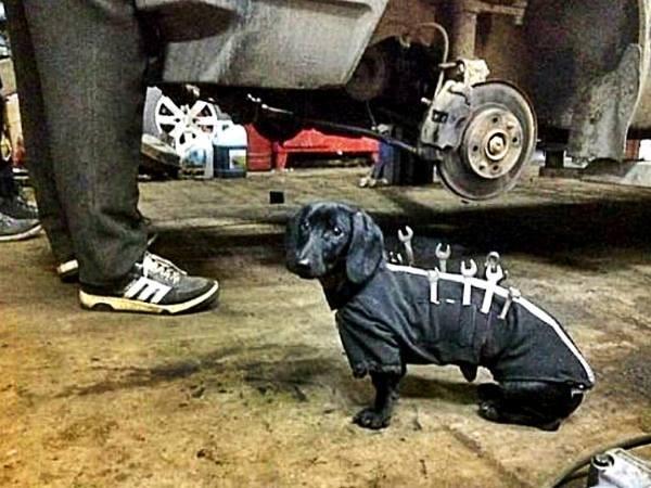 Такса хочет кататься!