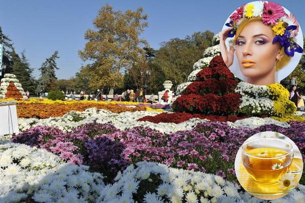 Хризантемовый чай